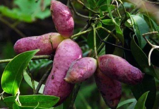 树上熟八月瓜可以吃吗视频,天然美味，可直接食用揭秘