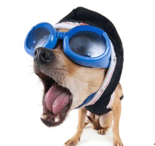 狗狗视频吃瓜图片搞笑版,瓜皮飞舞，萌态可掬