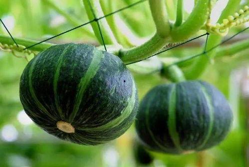 阳光明媚吃瓜视频下载安装,一键下载安装，畅享欢乐时光