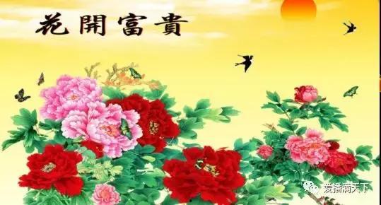 花开富贵吃瓜视频大全集,吃瓜视频大全集精彩回顾