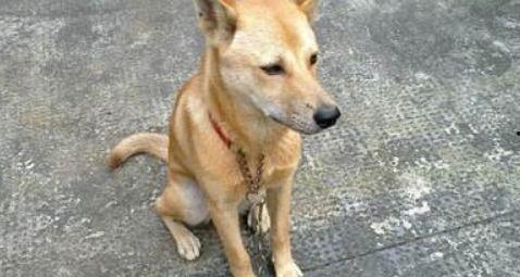 土狗吃白瓜好吗视频讲解,土狗食用白瓜的益处与注意事项揭秘