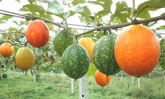 小女孩吃吊瓜视频大全,小女孩品尝吊瓜视频大盘点