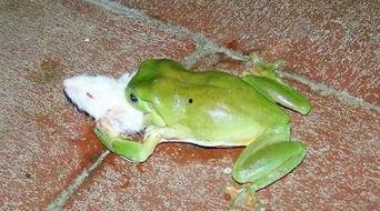 两个青蛙人偶吃瓜原视频,萌态十足引网友热议