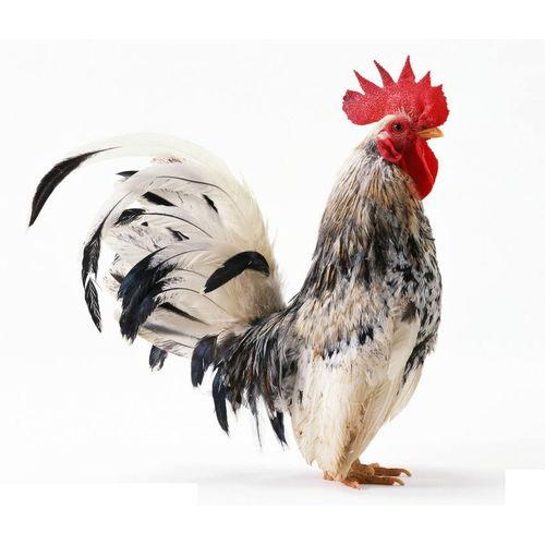 鸡吃土耳其瓜吗好吗视频,揭秘鸡的饮食习惯