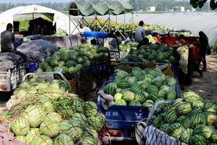 河南商丘吃瓜视频,一网打尽民间百态