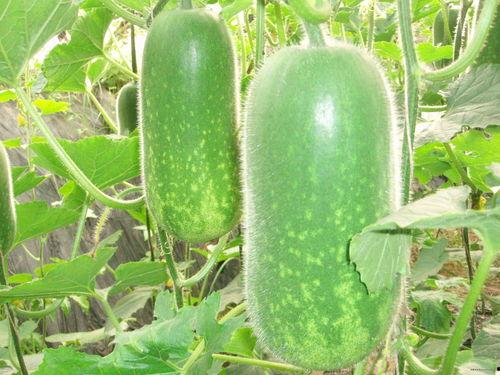 默默的吃一波瓜视频,揭秘热门视频背后的故事