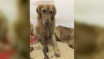 吃瓜群众小二狗视频,揭秘娱乐圈幕后故事