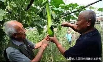 真神奇的吃瓜视频大全集,趣味横生的美食世界大揭秘