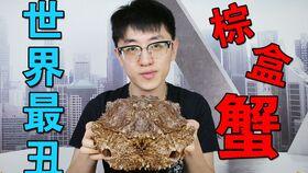 夏庄吃瓜事件视频大全,视频大全揭秘惊人真相